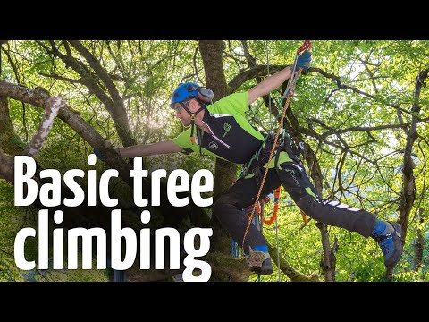 download lagu mp3 mp4 Tree Climbers Guide, download lagu Tree Climbers Guide gratis, unduh video klip Tree Climbers Guide