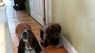 Murphy's and Henry's Sing-a-Long