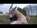 Animal Hugs and Love. Animal Hugs and Love.