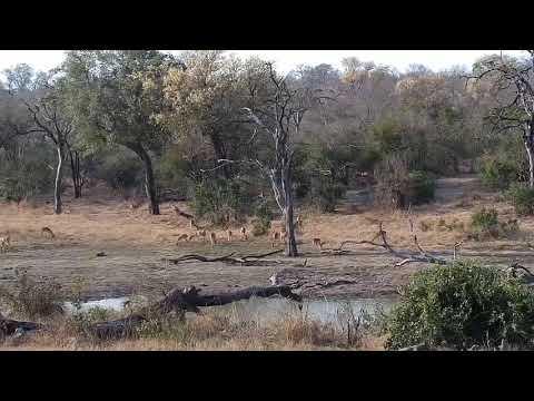 Djuma: Warthogs and Impalas - 15:37 - 08/28/20