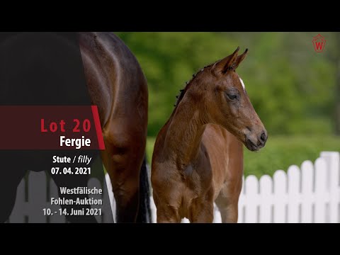 Westfälische Fohlen-Auktion Lot 20 Fergie Stute v. Fashion in Black NRW - Franziskus