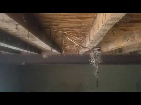 Nesting House Sparrows Indian Sparrow Building Nest||Indian House Sparrow Nest Building