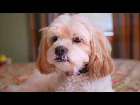 Animals videos complication | Dogs and Puppies Videos | Hamdan Animals World