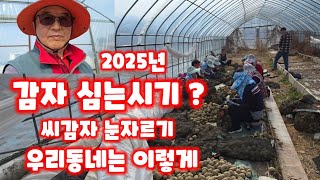 씨감자 눈자르기 눈따기 감자 심는시기 충북 괴산 풀뿌리농장 자연특별시괴산 자연울림 수미감자 감물감자 괴산감자…