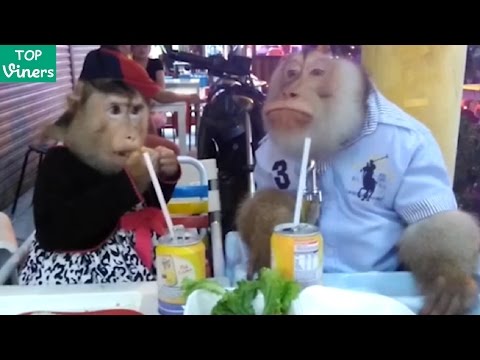 Try Not To Laugh or Grin Challenge - Funny Animal Cats and Dogs Fails Compilation