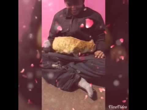 1 minutes 40 second fun with cat 2015..