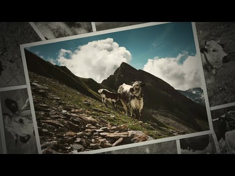 Pustertaler Sprinzen - Diashow mit Frei.Wild- unplugged Songs