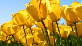 Download lagu 'Concerto in Eb', K.417, for horn et orchestra, W. A. Mozart mp3 Download lagu 'Concerto in Eb', K.417, for horn et orchestra, W. A. Mozart mp3