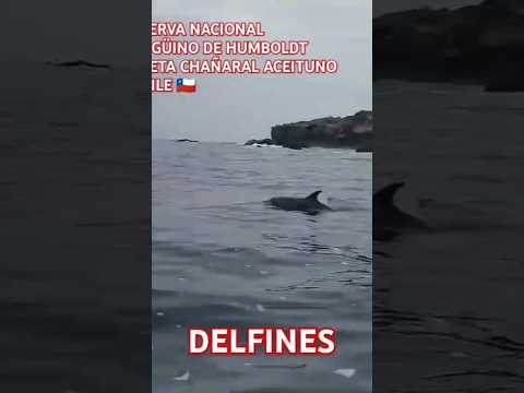 Mira! Delfines Caleta Chañaral de Aceituno Chile 🇨🇱