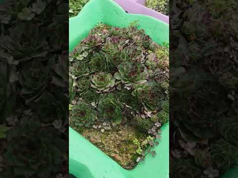 SAČUVAJTE SREĆU I TOPLINU SVOG DOMA - KUPITE ČUVARKUĆU - PRIČA