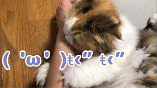 （Φ ω Φ）