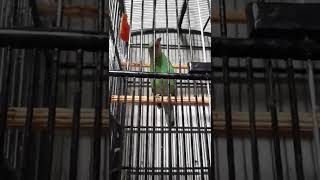 Download lagu Suara khas cucak ijo betina asli alas purwo banyuwangi mp3