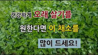 건강하게 오래 살기 원한다면 이 채소를 많이 드시고 이것을 하세요! #텃밭에서 미나리 가꾸기.