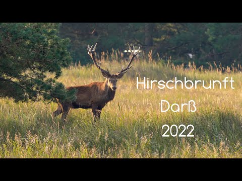 Hirschbrunft auf dem Darß 2022 4K