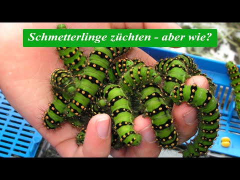 Schmetterlinge züchten - aber wie?