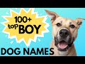 The Best 21 Male Boy Dog Names
