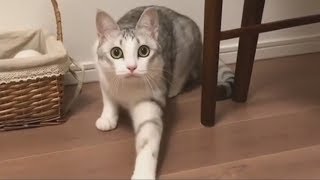 [кеХто приколы] Осторожный кот | Подборка приколов декабрь 2017