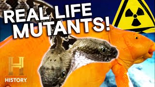 Strangest Mutant Creatures Ever Seen *Including Two Headed Snake* | The Proof Is Out There