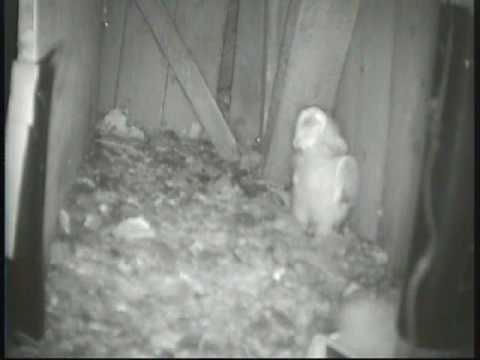 Youngest Barn Owlet swallows prey