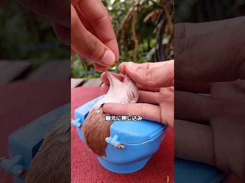 ハトの調子を保つ方法