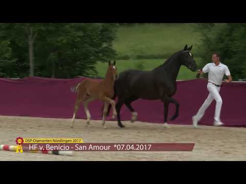 KN 08 Benouz E Hf v. Benicio - San Amour