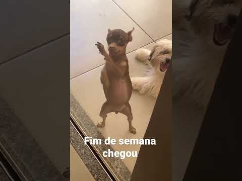 Cachorro dançando funk#dog #pets #dancevideo #pinscher