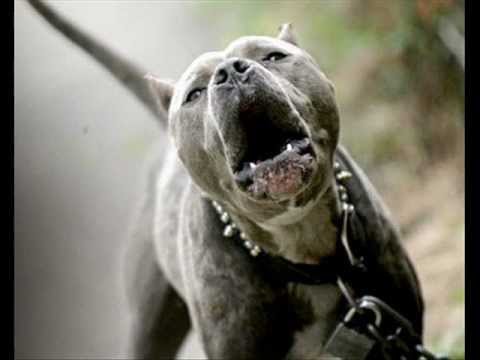 Cova.ft.Pako-Sta To znaci (prod.by.pako ) 2011