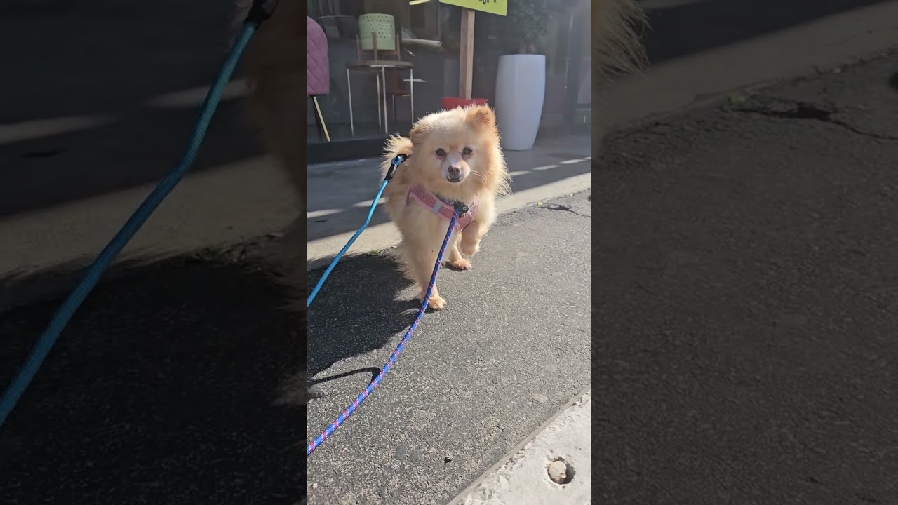 Enlarge Seraphina, a Adoptable Pomeranian in Studio City, CA video 5/6