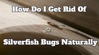 How Do I Get Rid Of Silverfish Bugs Naturally | 100% TRUTHFUL Review From (#quora.com)