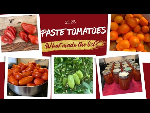 Best Paste Tomatoes For 2025!