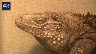 Inside Scales & Tails Utah: The interactive reptile experience bringing guests face-to-face with nat