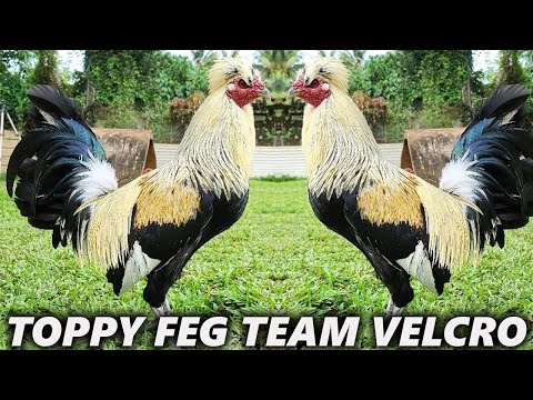 PURE Toppy Flarry Eye Grey Sweater Kelso Team Velcro - Farm Visit USA Beautiful Birds