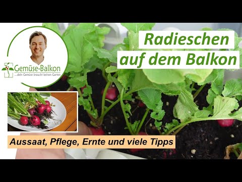 , title : 'Radieschen 🌱 anbauen vom Samen bis zur Ernte: Aussaat, Vereinzeln und Pflege ❤️ im Blumenkasten'