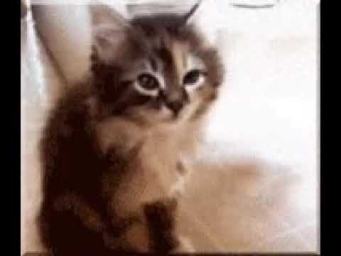 Cuando estamos en los honores