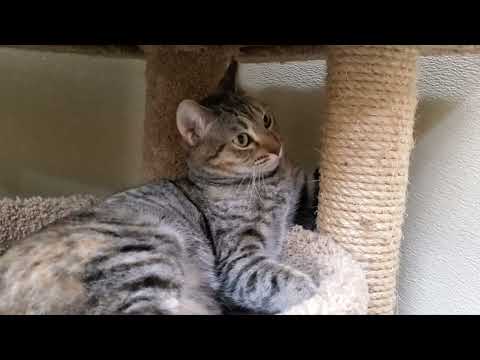 Olivia, an adopted Tabby in Tiburon, CA_image-1