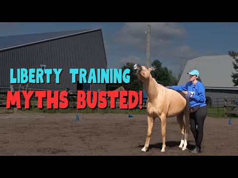 The Shocking Truth About Liberty Horse Training: Myths Exposed (You’re Probably Doing Right Now!)