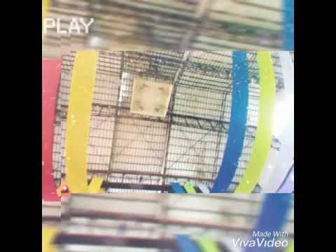 Sonang Mengkel - Viky Sianipar Ft. Feby Sitorus (WISUDA PERIODE 20 FEBRUARI 2019 UNIMED)