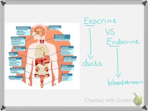 The Endocrine system