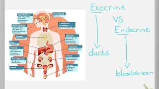 The Endocrine system