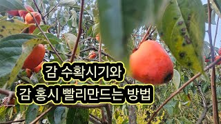감수확 시기와 감홍시 빨리 만드는 방법.