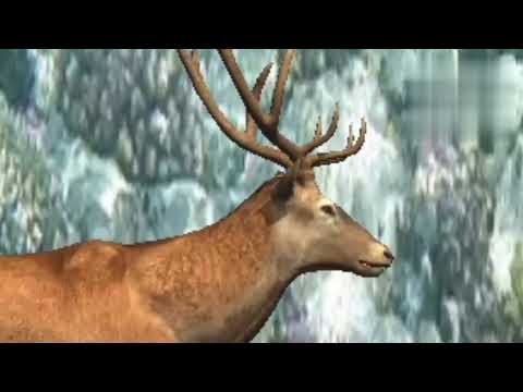 kajironga Rijap pohu