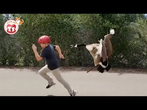 Geese Attack | Funny Geese Attacking People! Hilarious! Funniest Animals Videos 2019 | CUTE AZ