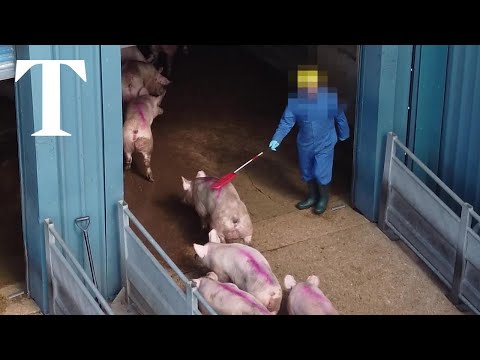 Undercover footage at Morrisons abattoir shows staff striking pigs