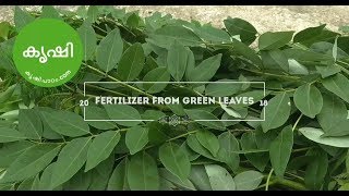 preview picture of video 'Gliricidia leaves as zero cost organic fertilizer - ശീമക്കൊന്നയില എങ്ങിനെ വളമായി ഉപയോഗിക്കാം'