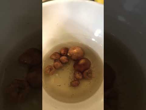 How To Get Maggots Out of Mushrooms #mushroom #nature #tips #food #wildfood