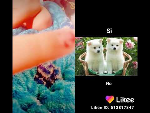 Azeneth 🐕🐕🐶.   🐩🐩🐩.   🐈🐈🐱🐱