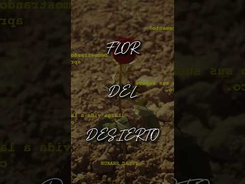 Flor del Desierto | Kim Richards e Indiomar | Explicando canciones cristianas Pt. 10