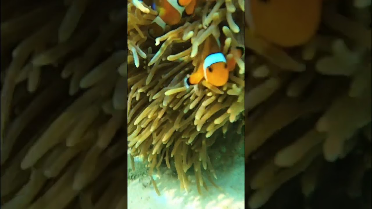 YouTube Short thumbnail