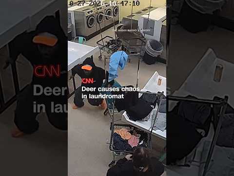 Deer causes chaos in laundromat