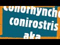 Conorhynchos conirostris Conorhynchos conirostris